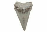 Fossil Broad-Toothed Mako Tooth - South Carolina #214625-1